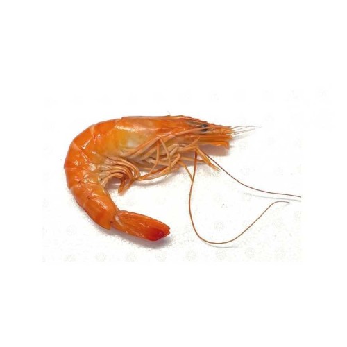 1 crevette rose Prestige 10/20