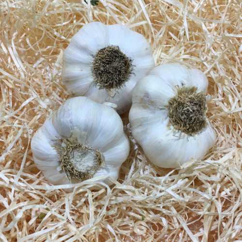 Ail frais France - 250 g