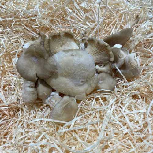 Champignon Girolle jaune - poche 250 g