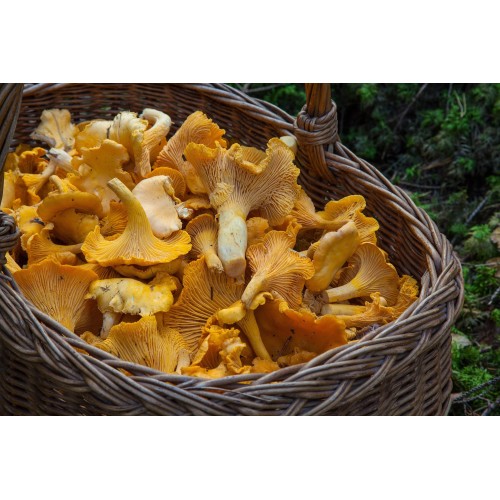 Champignon Girolle jaune - poche 250 g