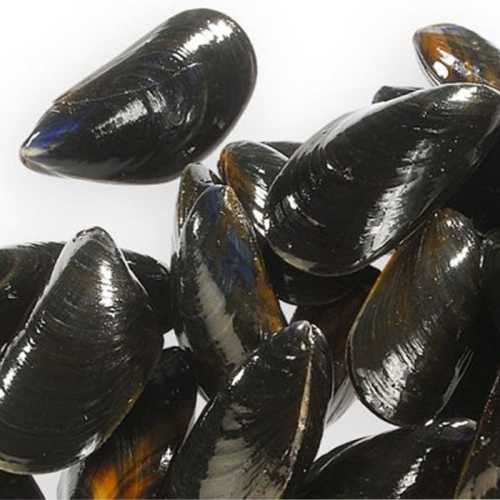 Vente Moules de Bouchot - 1 Kg - Achat en ligne et livraison à domicile