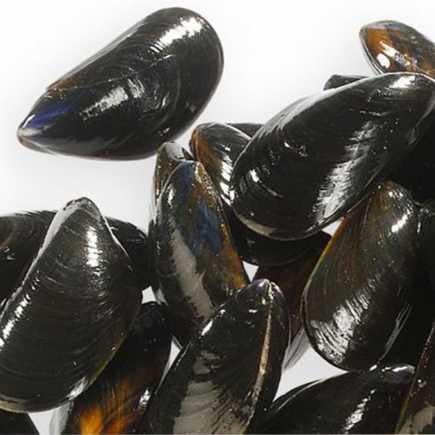 Moules de Bouchot - 1 Kg