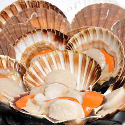 Coquilles St Jacques Françaises Entières - 1 kg