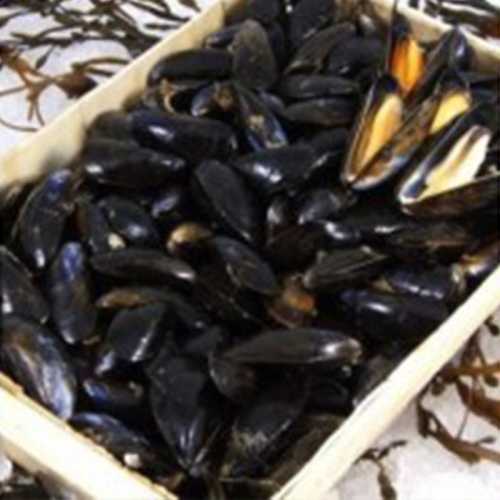 Moules de hollande - 1 kg ou 2 kg