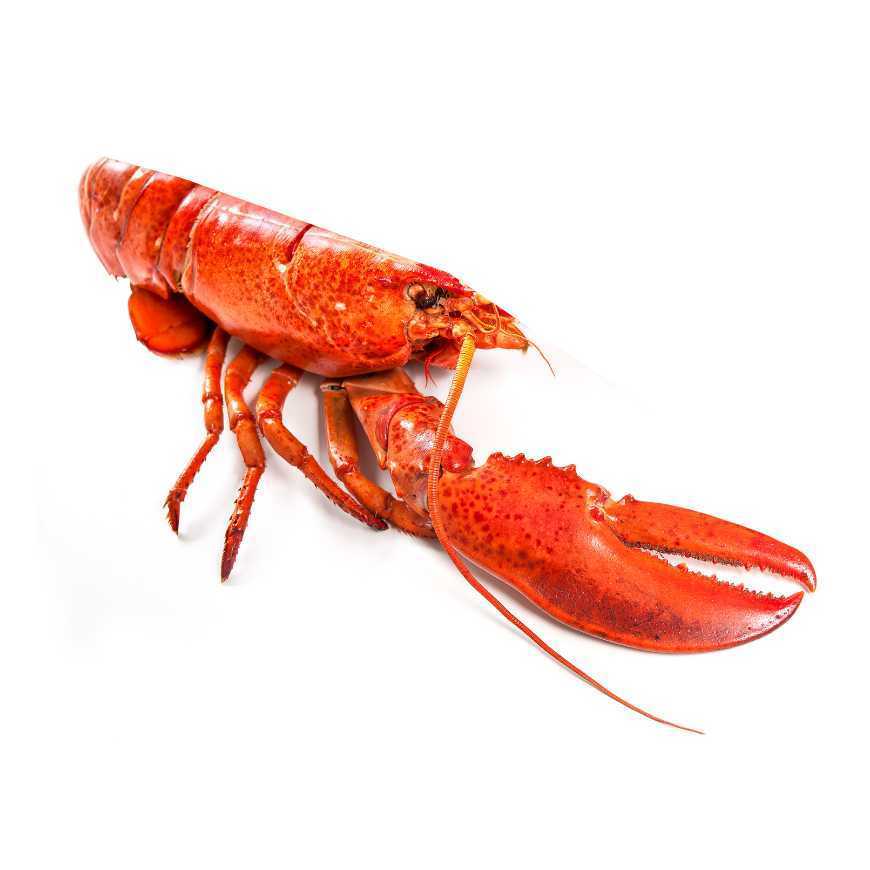 1/2 Homard Canadien cuit