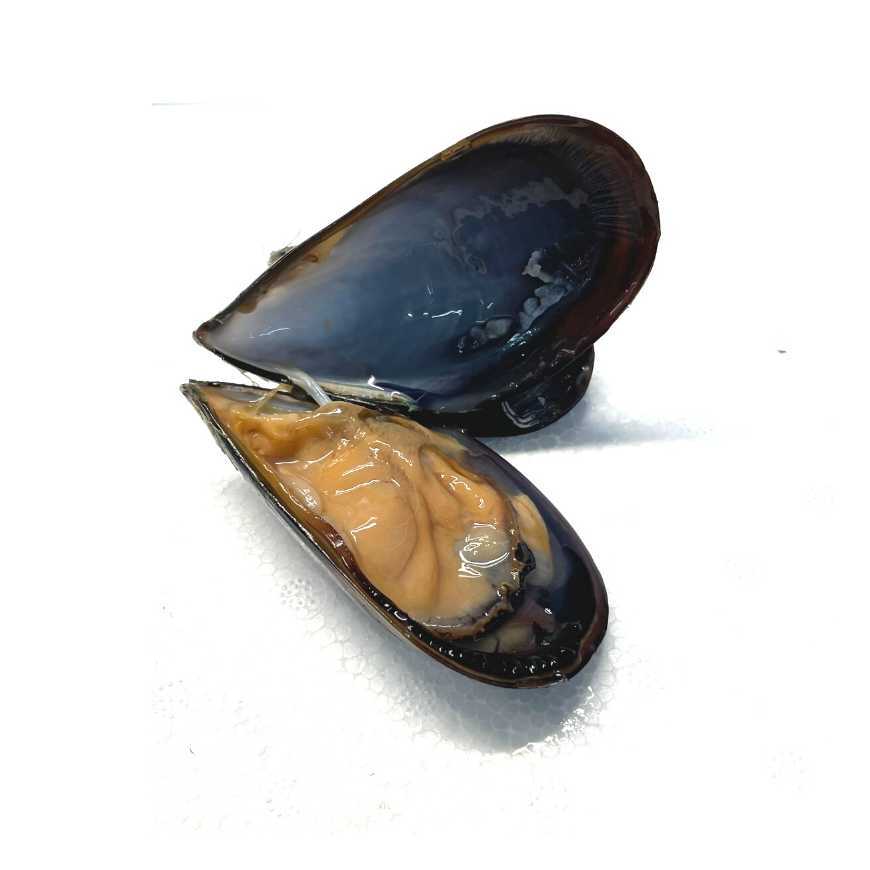 1 Moule d'Espagne