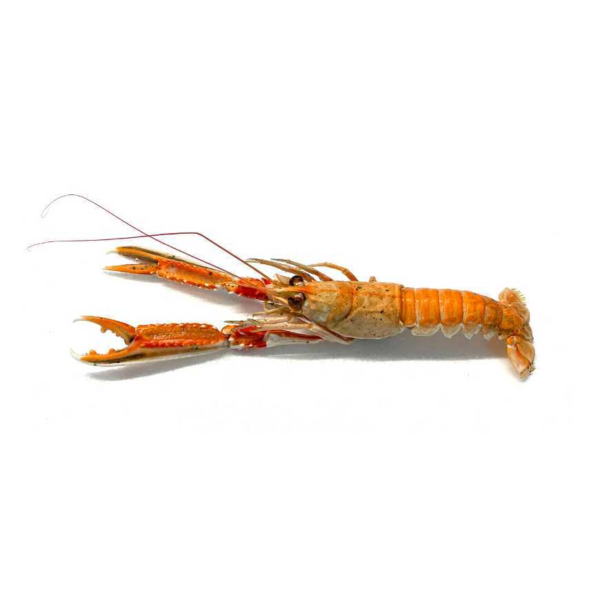 1 Langoustine cuite