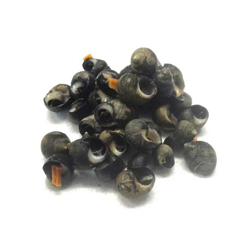 100 g Bigorneaux cuits